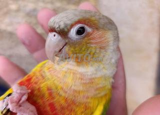 مولينا أناناس تدريب في المستوى ، طيران حر