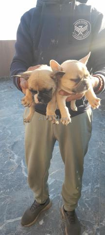 بيع كلب بولدوج فرنسي