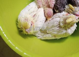 Jeunes oiseaux callopsittes pour dressage