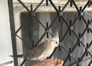 كالوبسيت للبيع