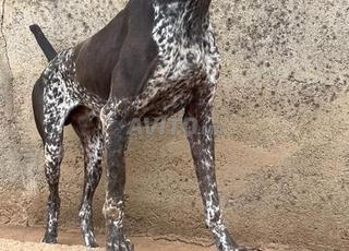 براك ألماني