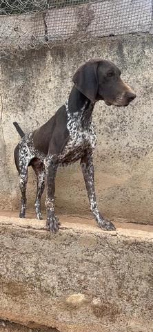 براك ألماني