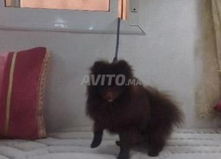 كلب سبيتز قزم مارون