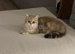 أنثى Scotish British