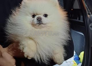 جراء لولو ذكر وأنثى الأب والأم من سلالة أصيلة