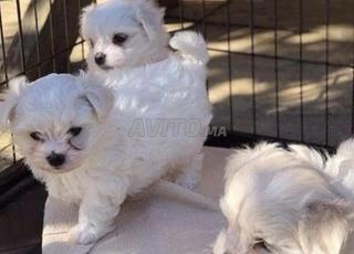 جراوي بيشون مالطي أصيل