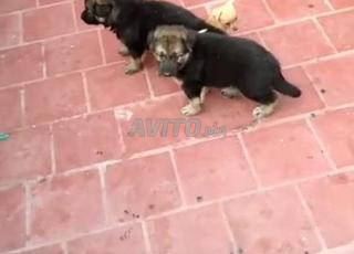 كلب راعي ألماني