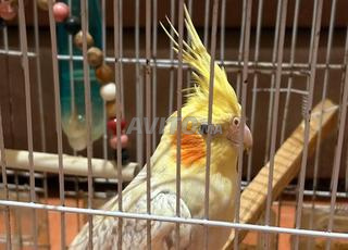 طائر كالوبسيت للبيع