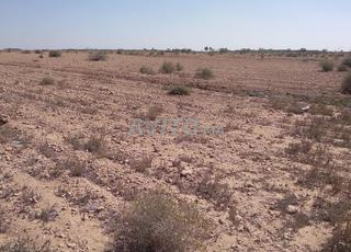 ارض نواحي السويهلة