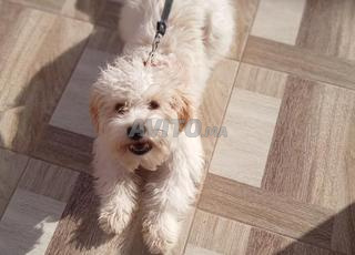 كانيش بيشون مالطي