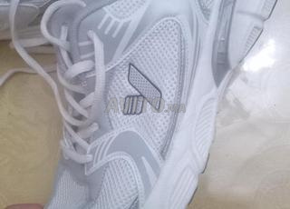 سبارديلا للبيع