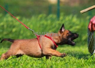 Éleveur dresseur de chiens