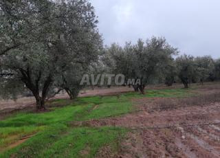 مزرعة للبيع طريق فاس