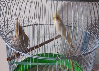 زوج كالوبسيت