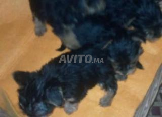 Yorkshire et Chihuahua à vendre