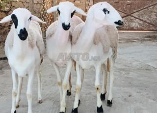 حولية صردية مليحة ضارة والمليح