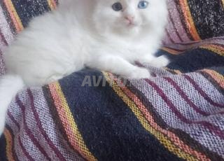 Chat angora turc blanc