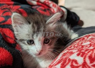 2 قطط صغيرة بشعر طويل ومرحة للغاية، عمر شهرين