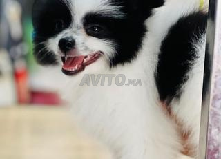 كلب بوميرانيان