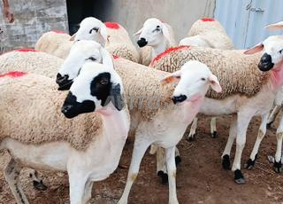 30 7owlia sardia حولية صردية مليحة