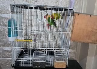 Couple inséparable Fisher Khedama Mbayda