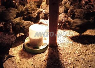 كتاكيت أسترالوب الحر نقيين ملقحين