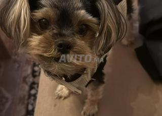 يوركشاير للبيع