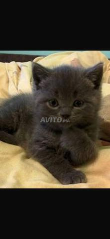 قط رمادي أزرق ممتاز