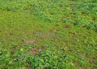 Lot de 4060 m² D4 à vendre