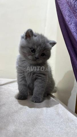 قط سكتلندي مستقيم ومطوي