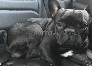 bouledogue francais