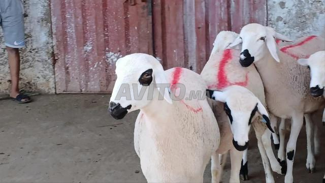 حولية صردية مليحة ضارة