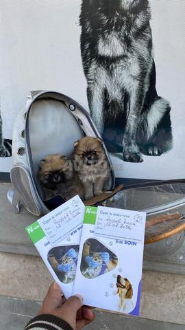 أنثتان من نوع سبيتز بوميرانيان