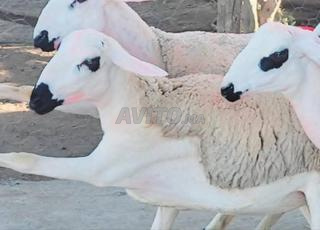 Kina 30 hawlia sardia mliha