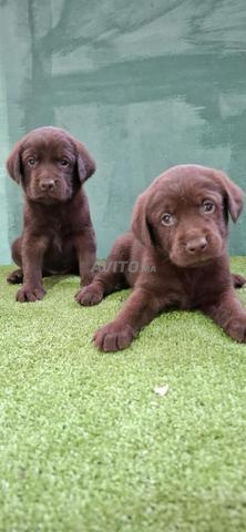 لابرادور شوكولاتة