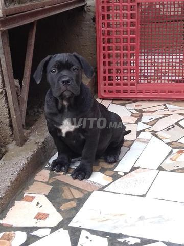 cane corso