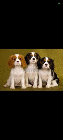 جرو فارس الملك تشارلز