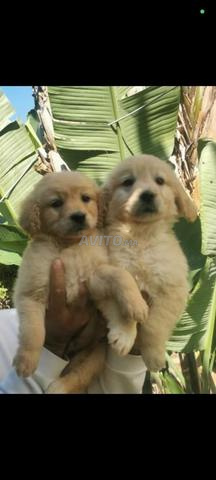 جولدن ريتريفر جراء