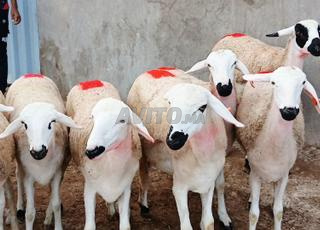 Il y a 30 jeunes Sardes nuisibles