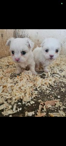 جراء Bichons Maltais