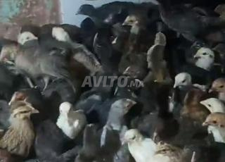 Poulet croisé de première génération, excellent