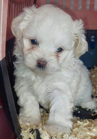 Caniche bichon maltais