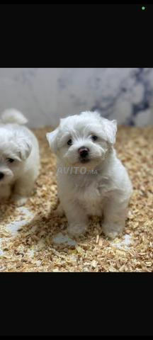 كلب بيشون مالطي