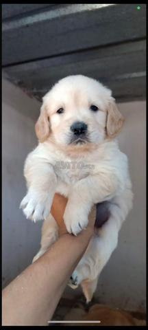 جولدن ريتريفر جرو