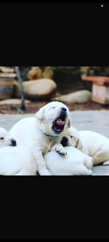 كلب لابرادور