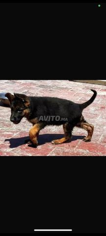 جرو الراعي الألماني