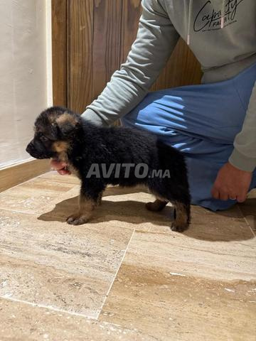 جرو الراعي الألماني