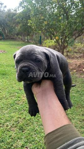 cane corso