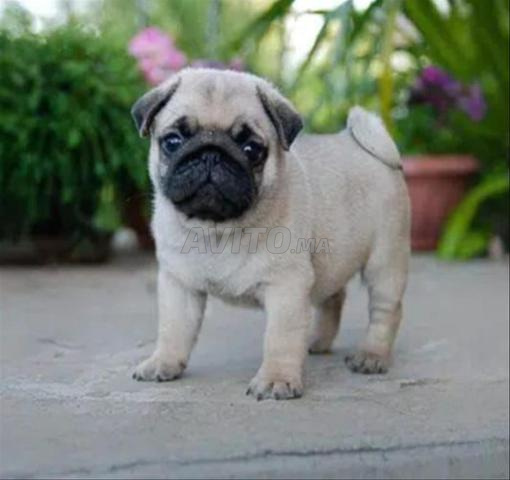 كلب لو كارلن بدج