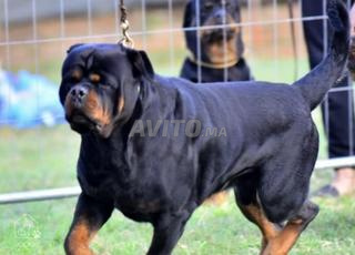 الأفضل من روتويلر